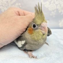 ホッペがかわいい❤️オカメインコ(ノーマル)  2022年2月生まれ