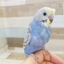 モヒカン！？セキセイインコヒナ(スパングル)