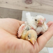 真っ白な天使♡白文鳥ヒナ！
