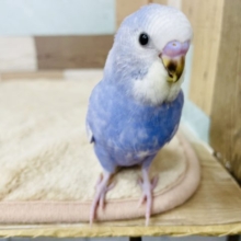最新画像有り☆甘えん坊なインコさんです☆セキセイインコのスパングルバイオレットカラー！