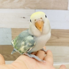 超ホヤホヤ最新画像★ほぼわた毛！？コザクラインコヒナ(ブルーチェリーパイド)