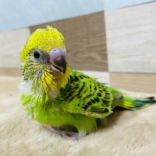 定番人気カラー☆元気いっぱいのセキセイインコ！