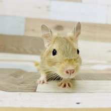可愛い子がやってきたっ♥️サンドデグーちゃん！