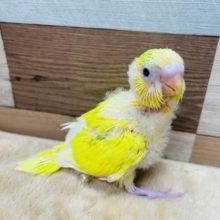 わたわた元気なヒナさんです☆セキセイインコのパイドカラー！