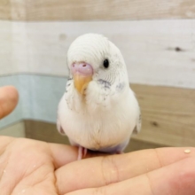 表現力豊か♥️セキセイインコヒナ(ハルクイン)