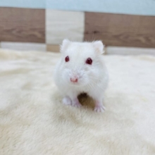 やっさし〜い色合い♥️イエロールビーアイちゃん