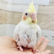 人気なんです☆オカメインコヒナ(ルチノー)