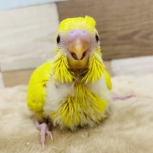 鮮やか黄色の赤目ちゃん♪セキセイインコルチノー！