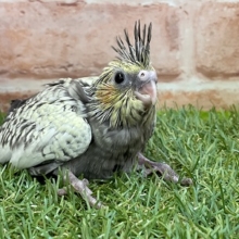 派手派手で目立っちゃいます☆ オカメインコのひな 2022.3/25撮影