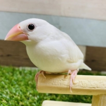 最新画像有り☆定番人気！！白文鳥のヒナやってきました♪