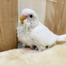 真っ白天使なヒナさんです☆セキセイインコのダブルファクターカラー！