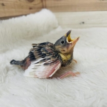 たくましく成長するんだ〜！ 桜文鳥さん！