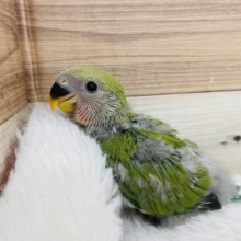 立派なコザクラインコになるんだ！ コザクラインコ ノーマル