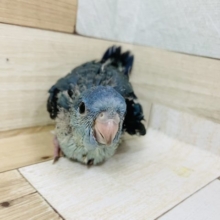 キュートなお顔♥サザナミインコヒナ(ブルー)