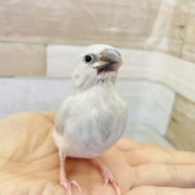 飛べるようになったぜ〜♪シルバー文鳥ヒナ！