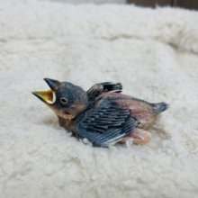 オススメ☆☆☆ 文鳥さんといえば桜文鳥！
