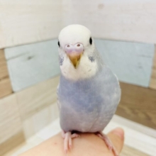 超ホヤホヤ最新画像★甘ったれなセキセイインコヒナ(スパングル)