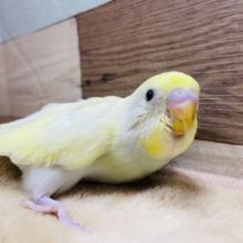優しい雰囲気のヒナさんです☆セキセイインコのダブルファクタークリームカラー！