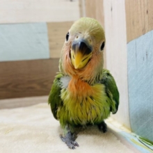 真っ赤なお顔がポイントです！コザクラインコノーマル♪