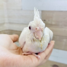 真っ白な美人さん♡オカメインコヒナ(ピュアホワイト)