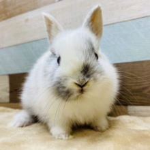 白が際立っています！！まるまるとしたネザーランドドワーフやってきました☆