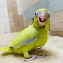 派手なカラーです！マメルリハインコ男の子☆