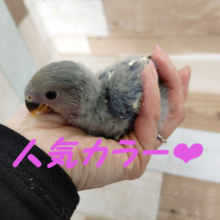 コザクラインコさん(バイオレット ファクター)入荷しました❤