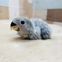 のんびりマイペースなヒナさんです☆コザクラインコのブルーチェリーカラー！