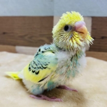 元気いっぱい！！鮮やかなカラーのセキセイインコ☆