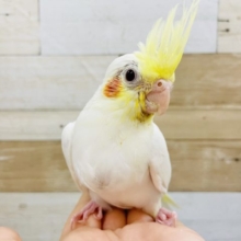 人気者だよっ✨オカメインコヒナ(ルチノー)