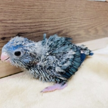 優しい性格の予感です☆サザナミインコのコバルトカラー！