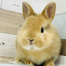 可愛すぎて目からハートが…ネザーランドドワーフ(トーティ)