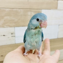 超ホヤホヤ最新画像！マメルリハのヒナ入荷しました❤