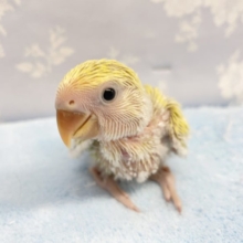 淡〜い❤️コザクラインコ(シナモン)  2022年2月生まれ