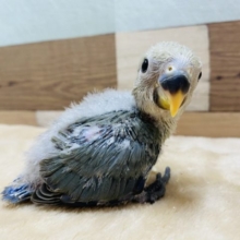 落ち着いた雰囲気のコザクラインコ！ブルーチェリーやって来ました〜