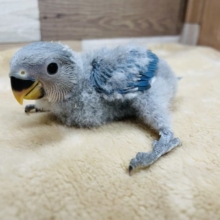 濃いめブルーの大人しいヒナさん☆コザクラインコのブルーチェリーカラー！