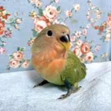コザクラインコ  オパーリン  3/3