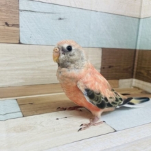 ヒナ餌卒業！最新画像もありますよ！おめめくりくり♪ローズ秋草インコさん☆