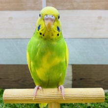 最新画像アップしました！定番人気カラー★セキセイインコパイドやってきましたよ！