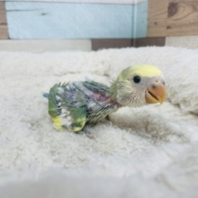 派手すぎないけどカラフルさん★コザクラインコ タイガーチェリー