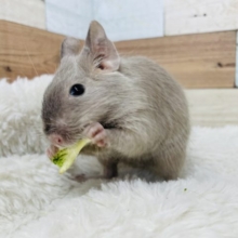 モグモグ大好き！デグー チョコレート