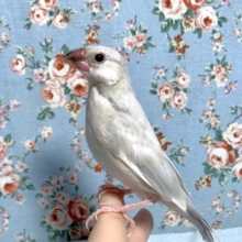 シルバー文鳥 🐦入舎しました   3/12