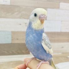 寝癖じゃないよ！？セキセイインコヒナ(スパングル)