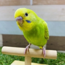 最新画像アップしました！！定番人気★ちょっぴり恥ずかしがり屋さんかな？セキセイインコスパングル