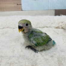 癒し満載！定番カラー☆コザクラインコ ノーマル♪
