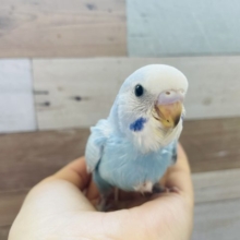 見惚れてしまう美しさ✨セキセイインコヒナ（オパーリンセルフ）