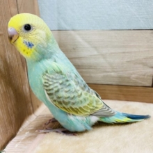 エメラルドグリーンが爽やかです☆人気カラーのセキセイインコやって来ました！