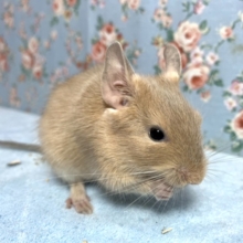 サンドデグー  男の子  3/16