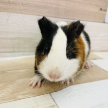 キュートボーイ♥イングリッシュモルモットくん！