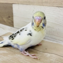 超ホヤホヤ最新画像！セキセイインコさん(4色ハルクイン)のヒナ入荷いたしました♡
